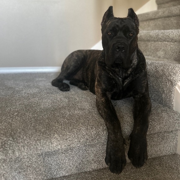 Meet your Posher, Callie - Picture 4 of 4